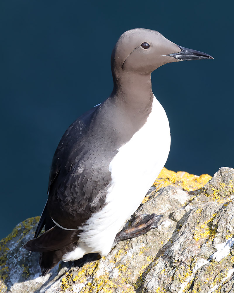 guillemot